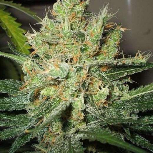 Pure Power Plant (PPP) Feminised Seeds
