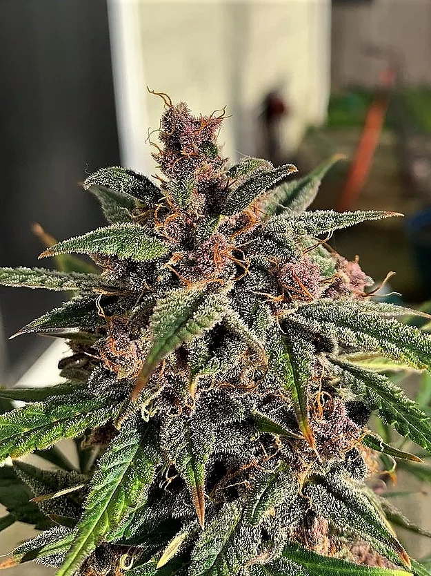 Blueberry Sugar Pine Feminised Seeds