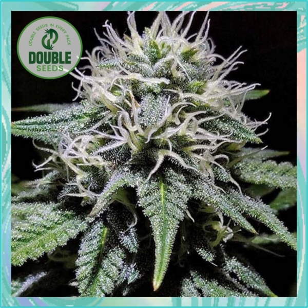 Gorilla Zkittlez Feminised Seeds