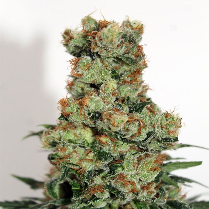 Badazz Feminised Ripper Seeds