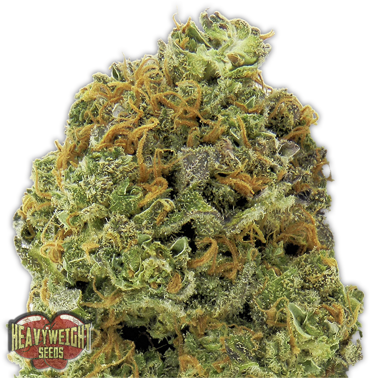 Wipeout Express Auto Feminised Seeds