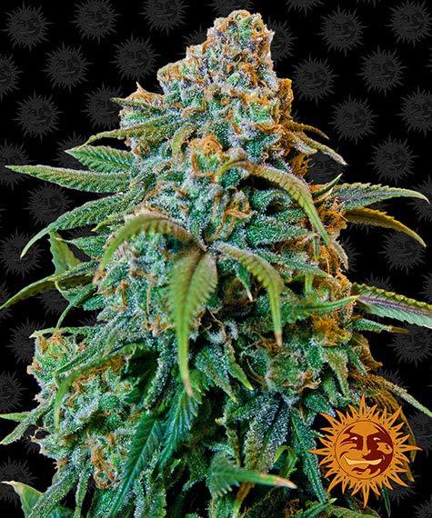 Liberty Haze Feminised Seeds