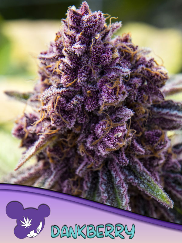 Dankberry Feminised Cannabis Seeds Anesia Seeds