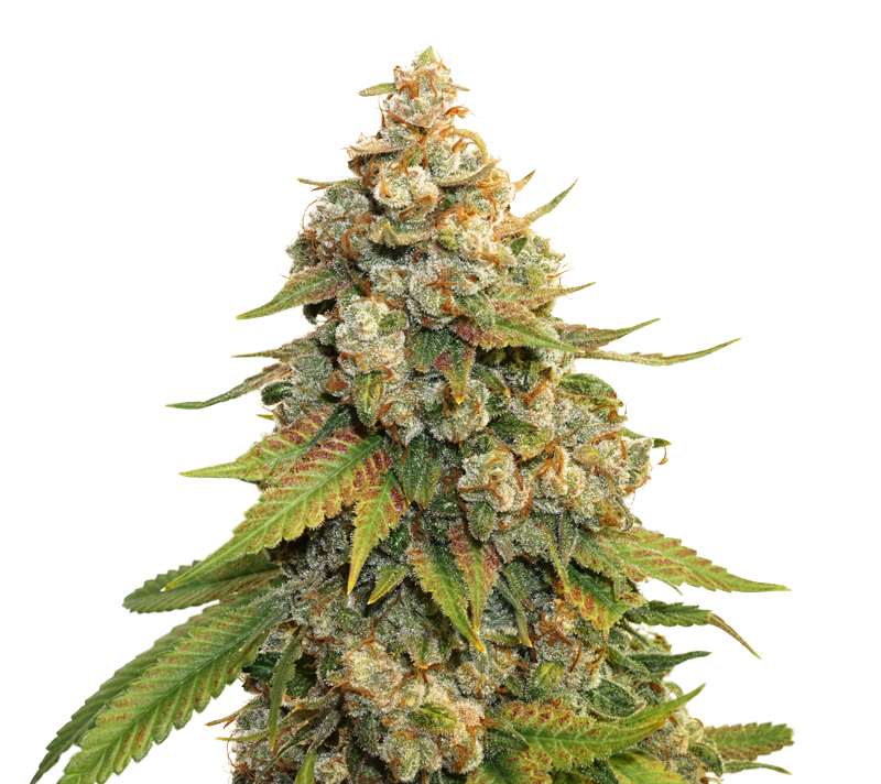 Golden Lemon Haze Feminised Seeds