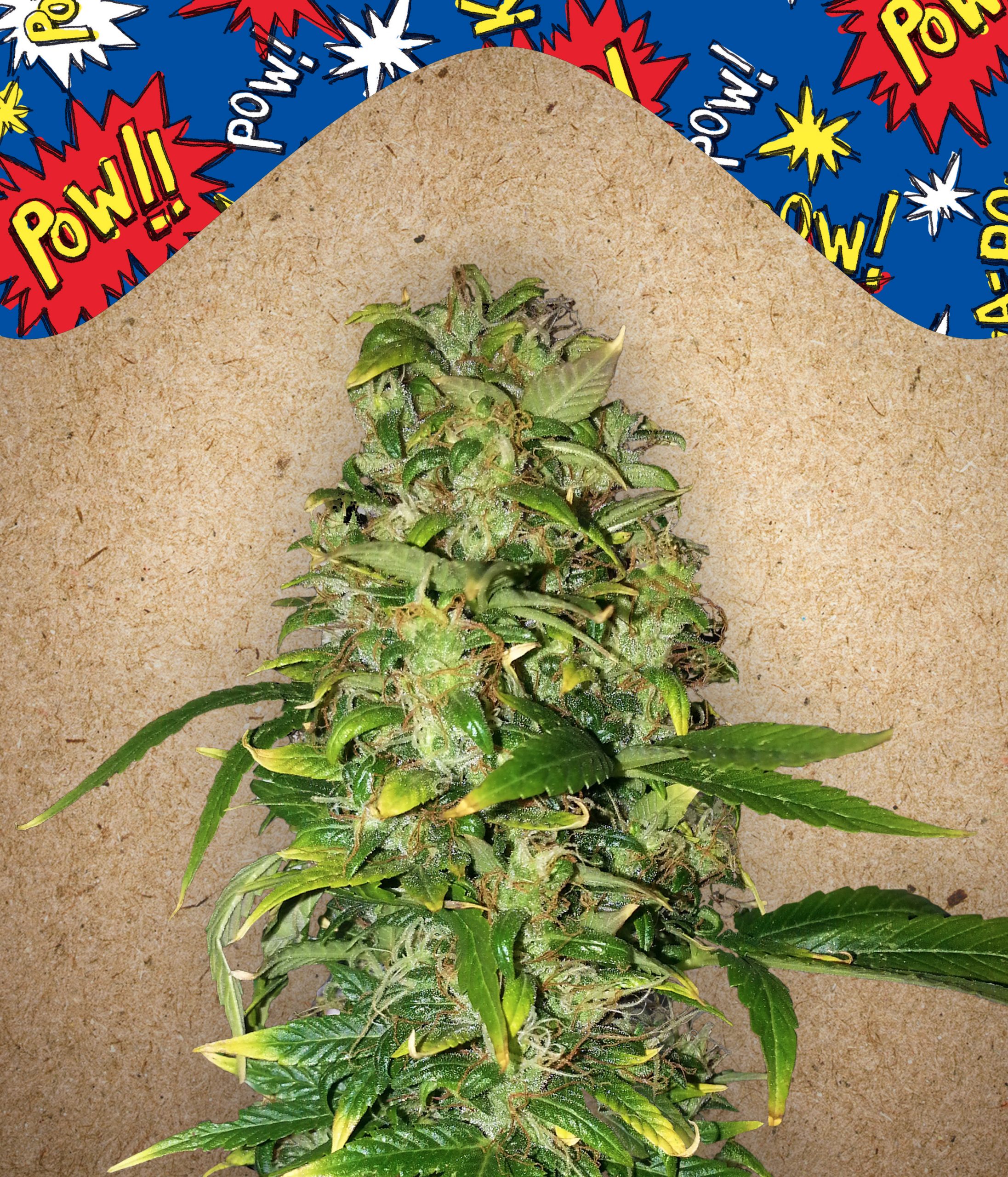 Auto AK Feminised Seeds