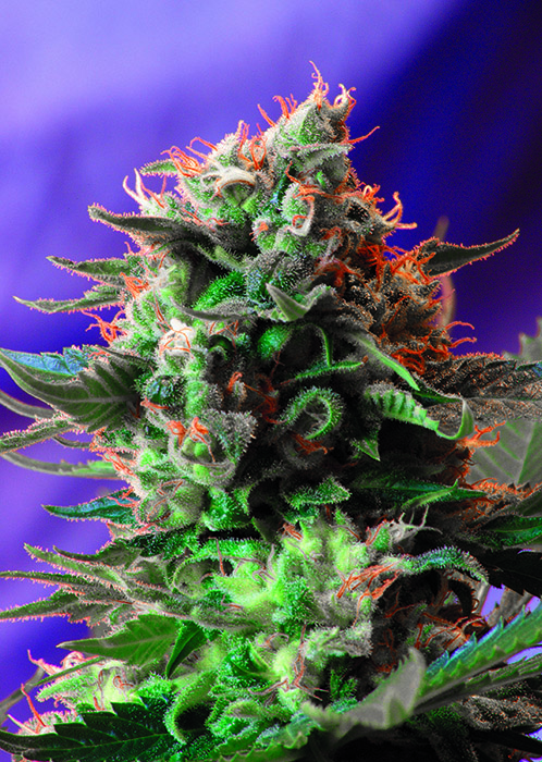 Jack 47 F1 Fast V Feminised Seeds