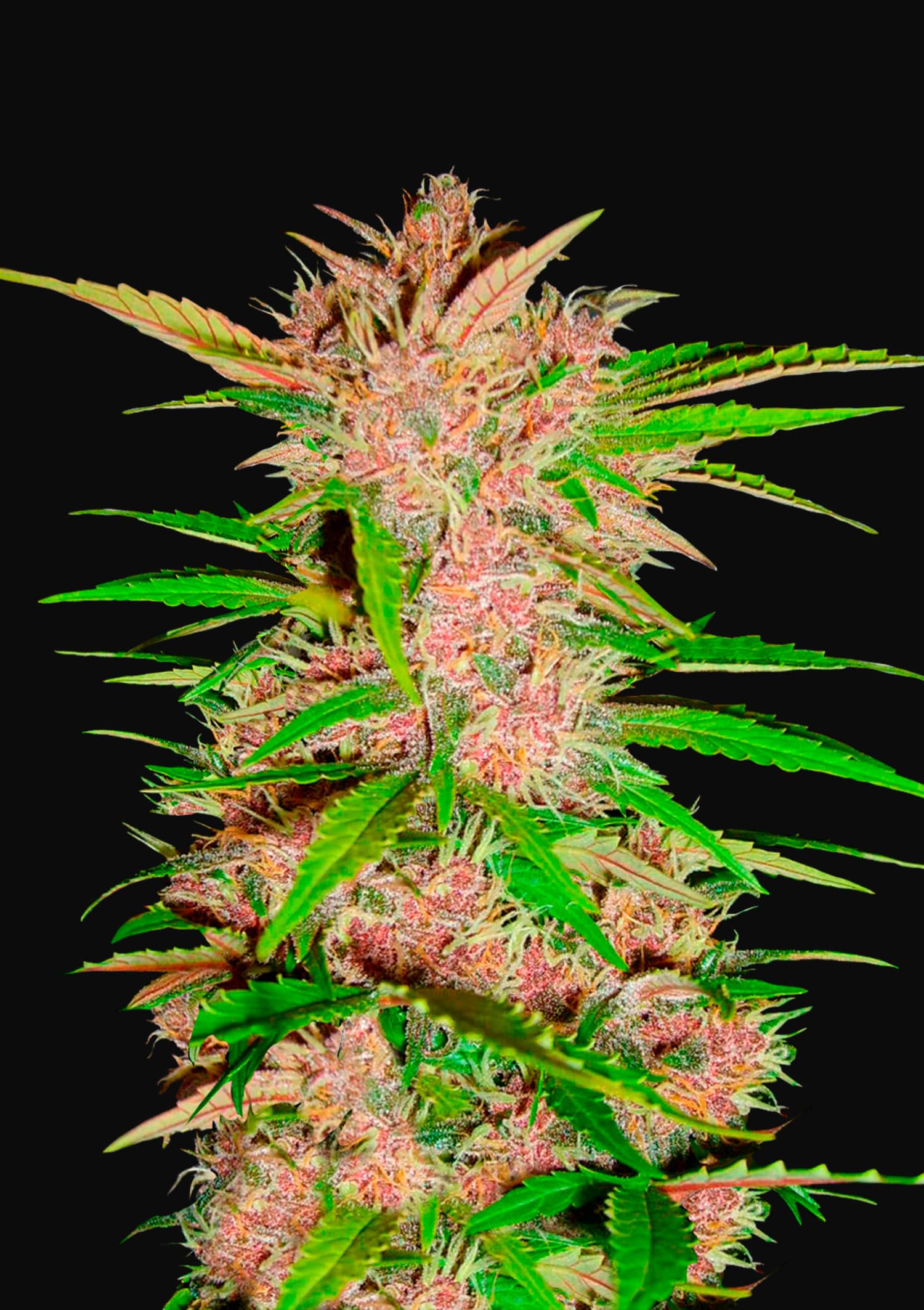 Fastberry Feminised Seeds