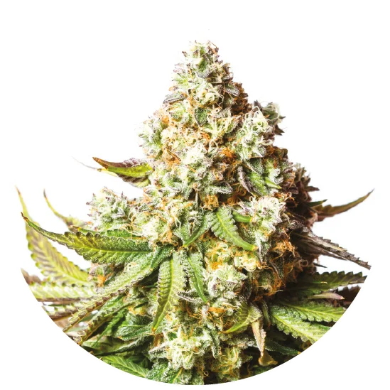 Bear Gorilla Feminised Seeds