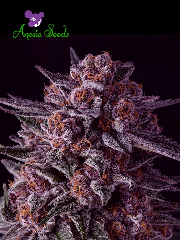 Gelato Dream Feminised Cannabis Seeds Anesia Seeds