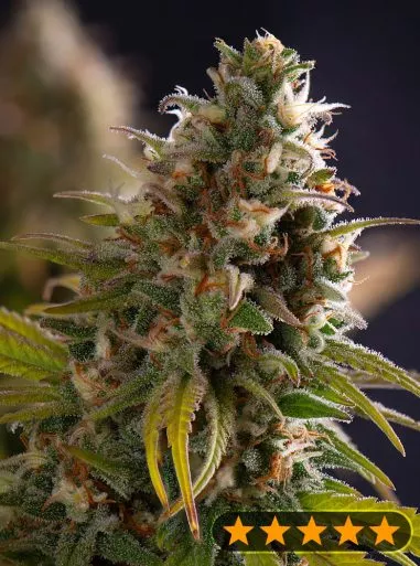 Wedding Cake Feminised Seeds