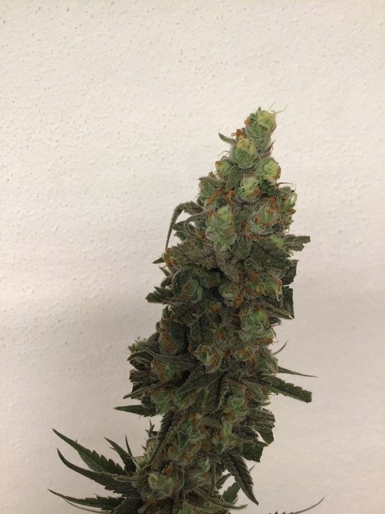 Tropical Orange Soul Feminised Seeds