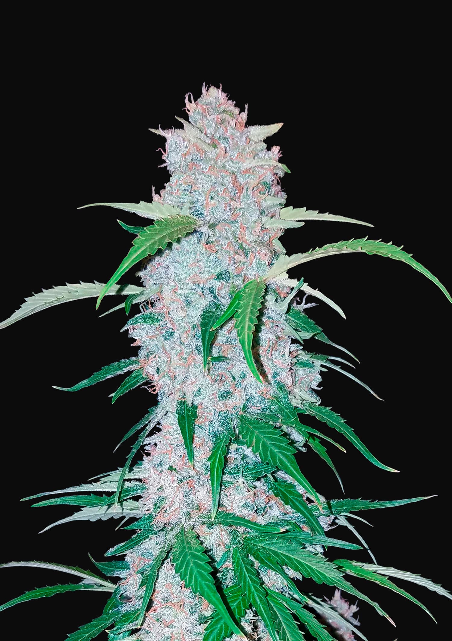 Six Shooter Feminised Seeds