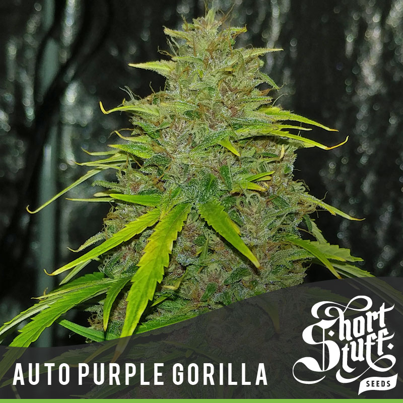 Auto Bud Cannon Feminised Seeds