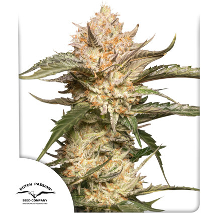 Auto Trichome and Cream Feminised Seeds