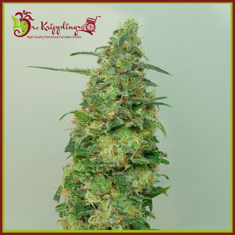Chemdog Millionaire Feminised Seeds