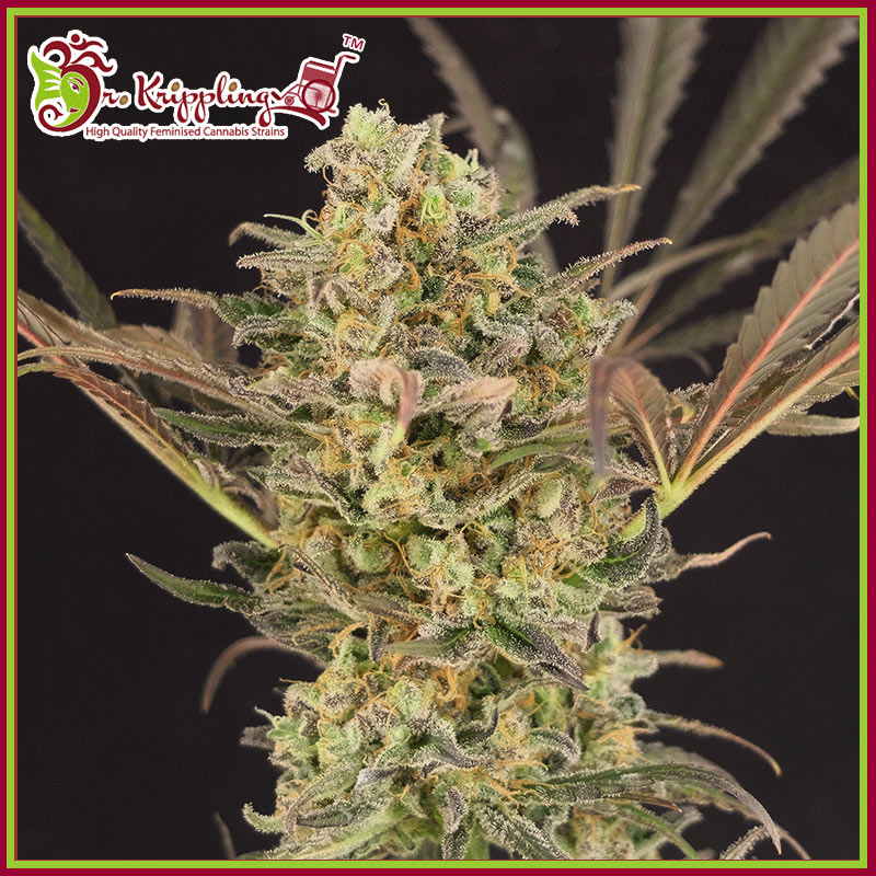 Wedding Flowers Feminised Seeds