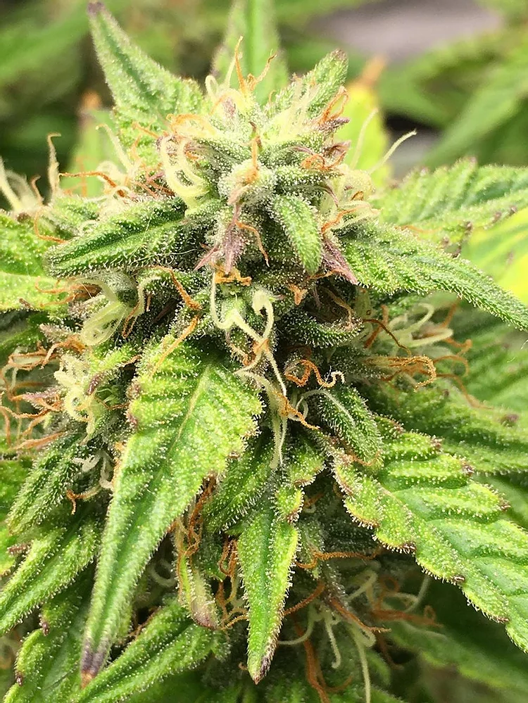 Auto Moon Fruit Feminised Seeds