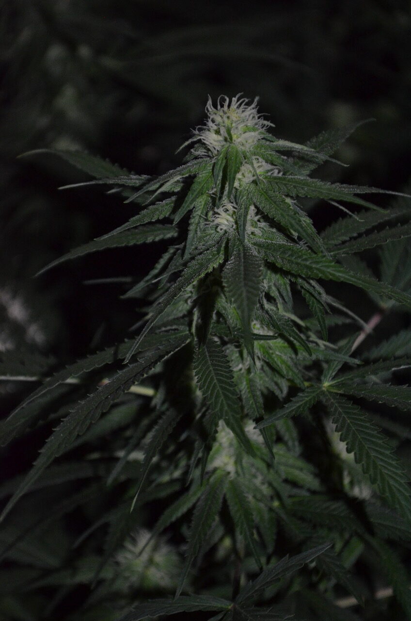 Banana Mass Feminised Seeds