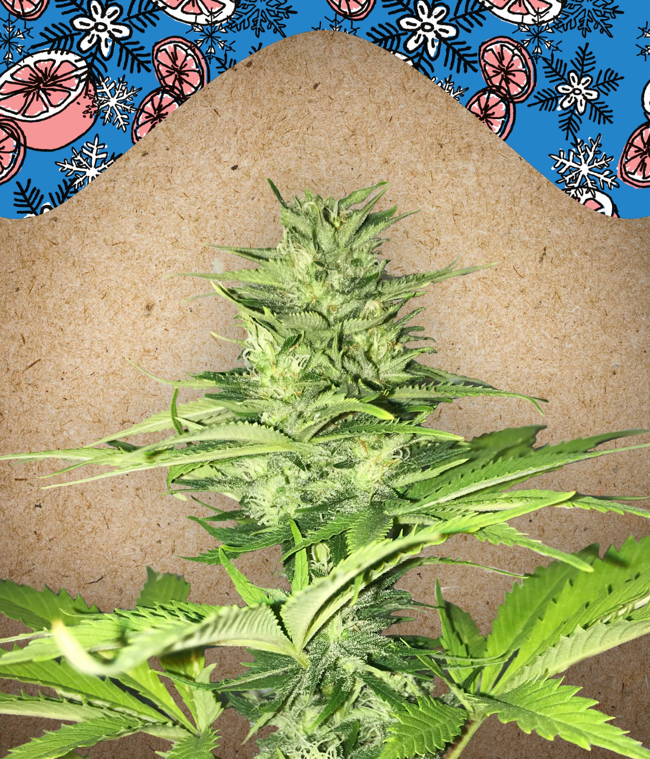 Iced Grapefruit Feminised Seeds