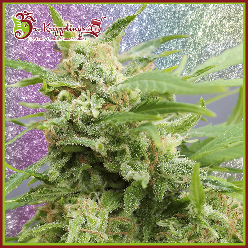 Tease Auto Feminised Seeds