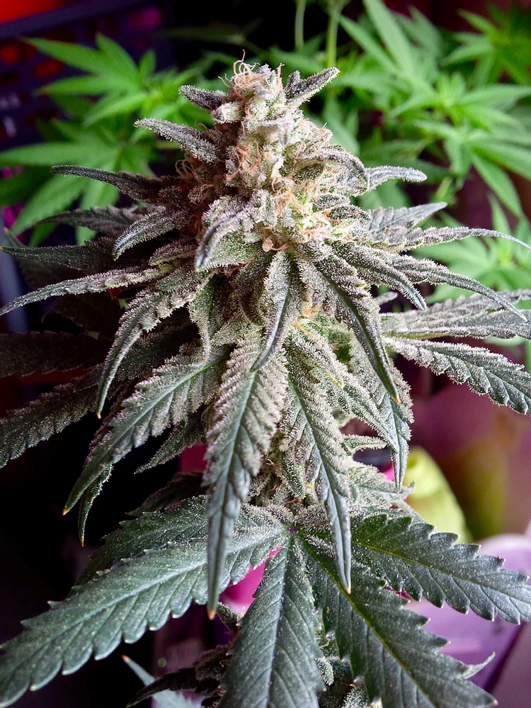 Auto Purple Dawg Mass Feminised Seeds