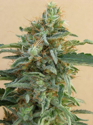 Tikal Feminised Cannabis Seeds