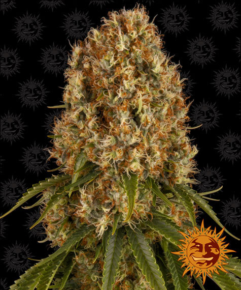 Orange Sherbert Feminised Seeds