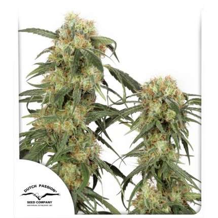 CBD Skunkhaze Feminised Seeds