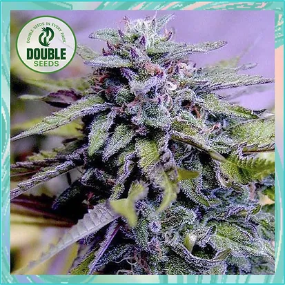 Granddaddy Purple Feminised Seeds