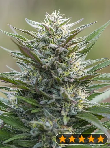 Sleep Well Feminised Seeds