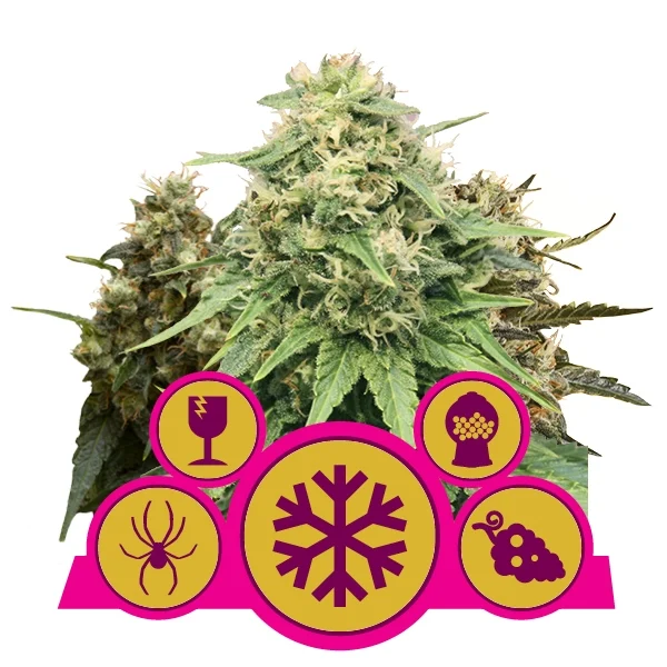 Feminised Mix (Ice, Critical, Bubblegum XL) Feminised Seeds
