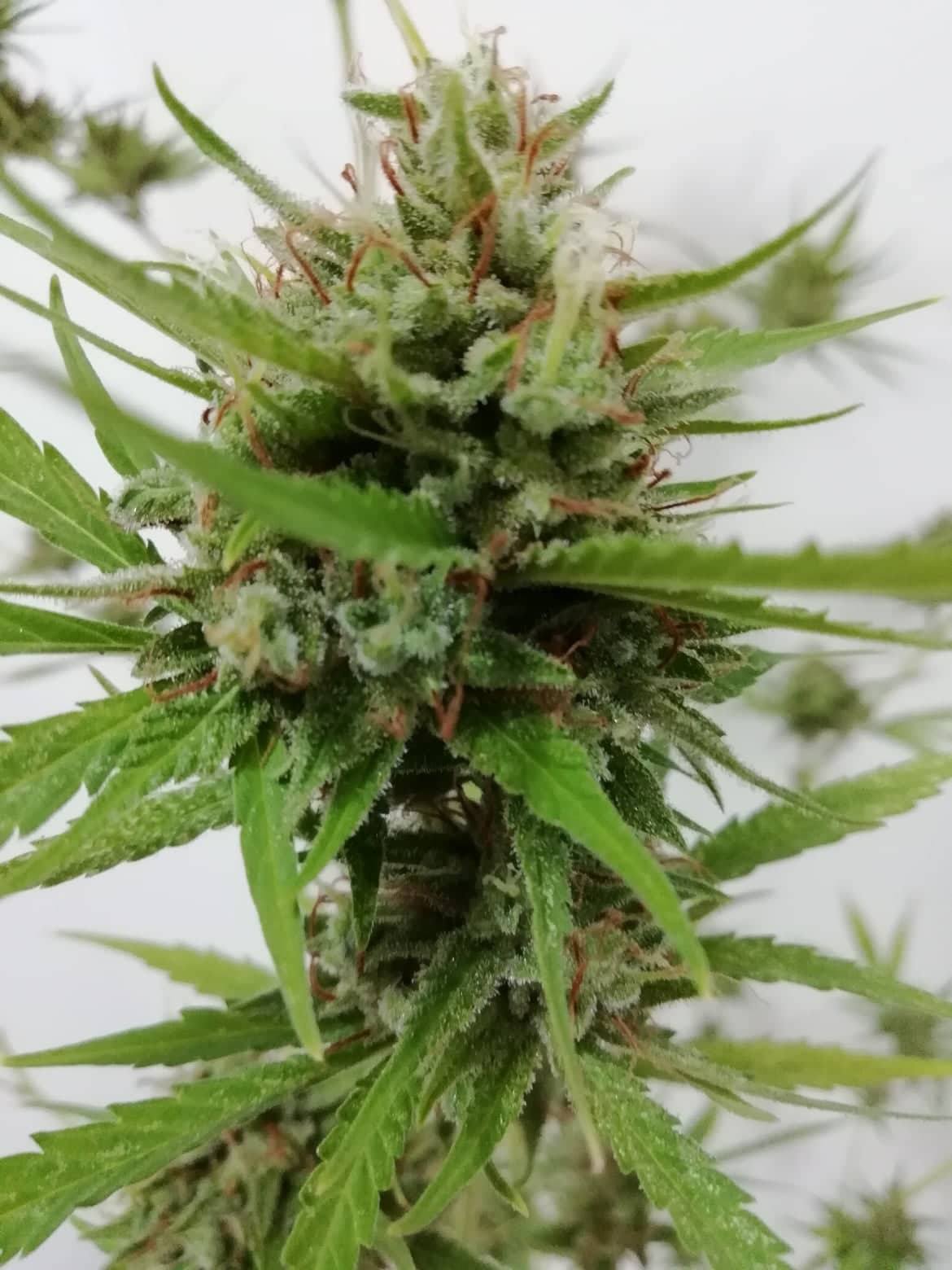 West Coast Bubbles Auto Feminised Seeds
