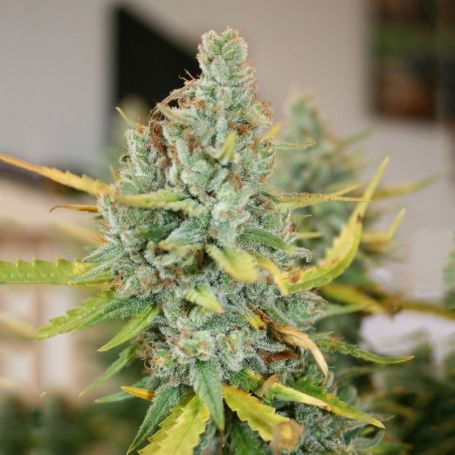 Glueberry Feminised Seeds