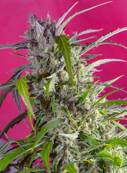 Crystal Candy Auto Feminised Seeds