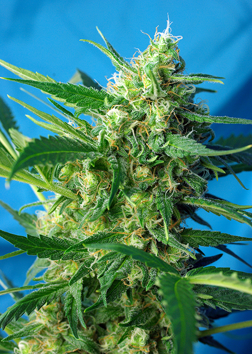 NYC Diesel Auto ** Feminised Seeds