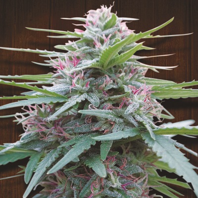 Panama Feminised Cannabis Seeds Ace Seeds