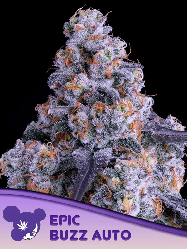 Epic Buzz Auto Feminised Cannabis Seeds Anesia Seeds