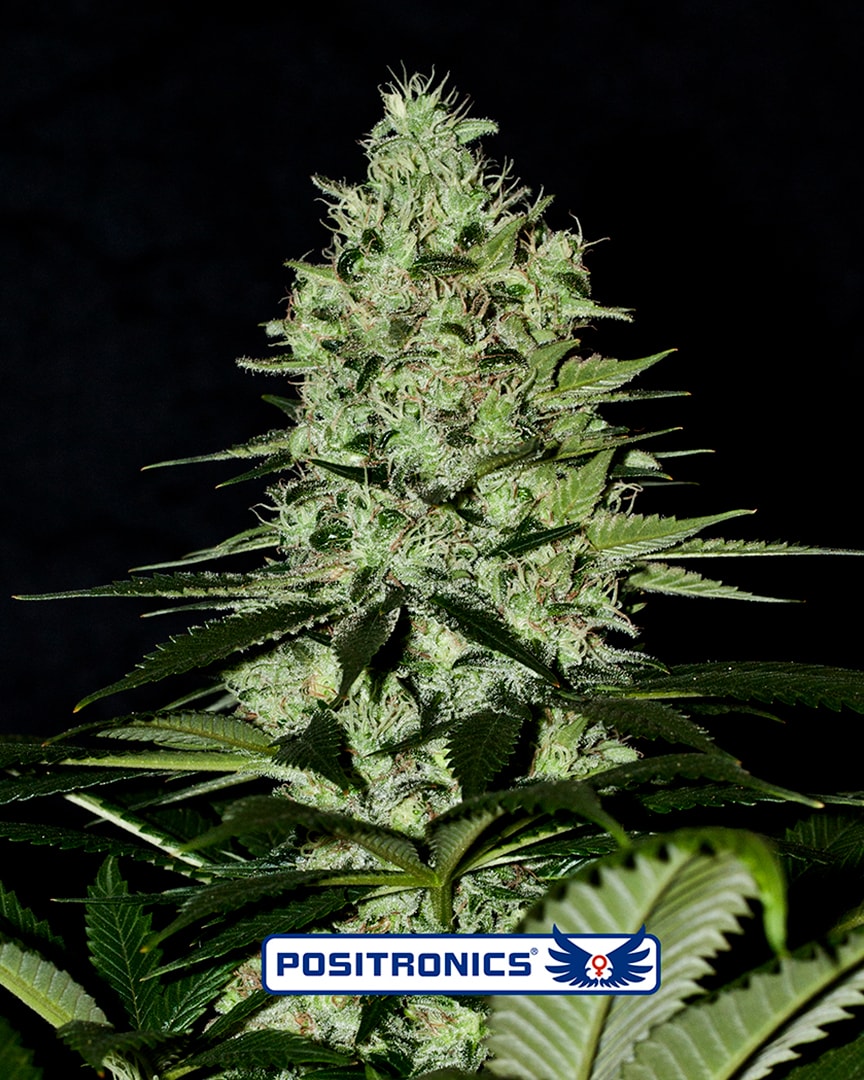 Wernard Auto Feminised Seeds