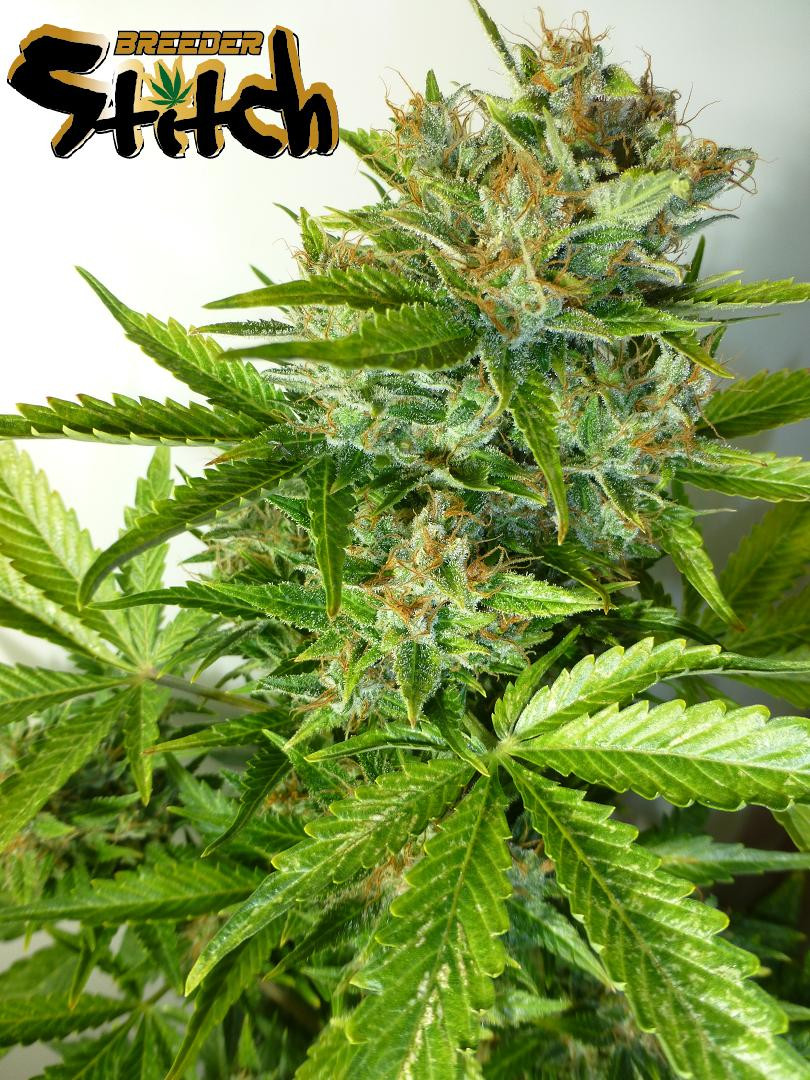 Black Samba Feminised Seeds