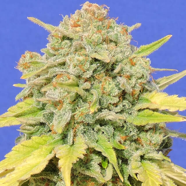 Zkittlez Feminised Seeds