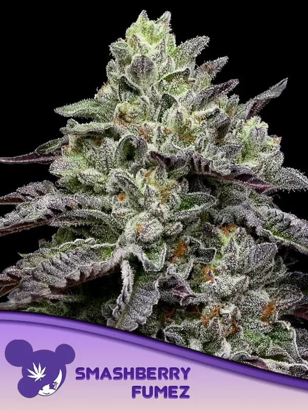 Smashberry Fumez Feminised Cannabis Seeds Anesia Seeds