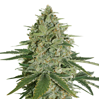 Super Skunk Feminised Seeds