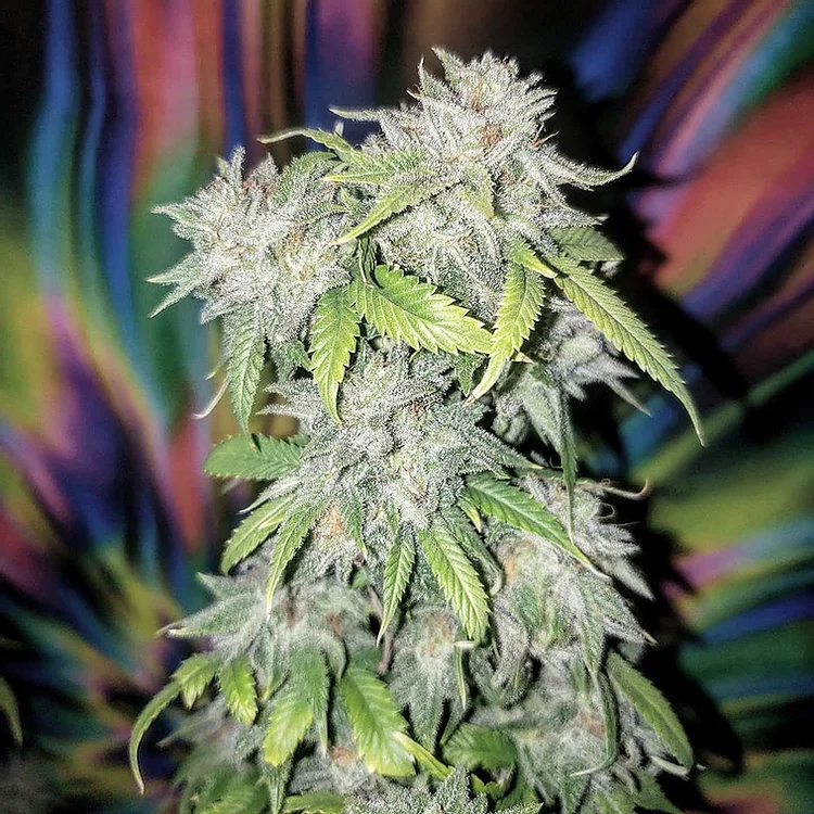 Skush Feminised Seeds