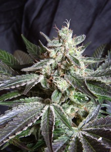 Black Jack Feminised Seeds