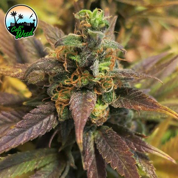 Starburst Feminised Seeds