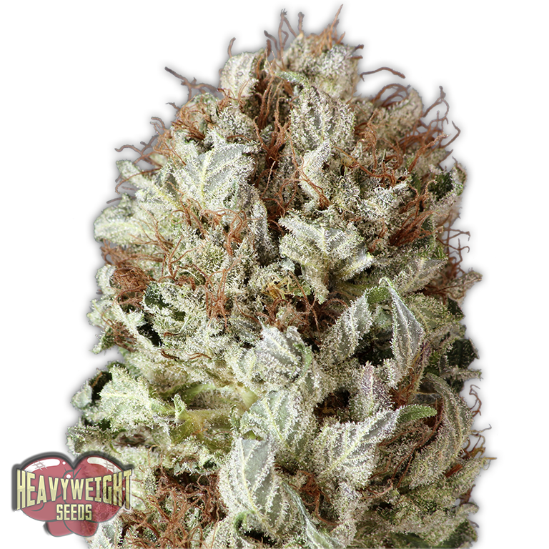 Extreme Impact Auto Feminised Seeds