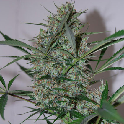 Speed Haze Feminised Seeds