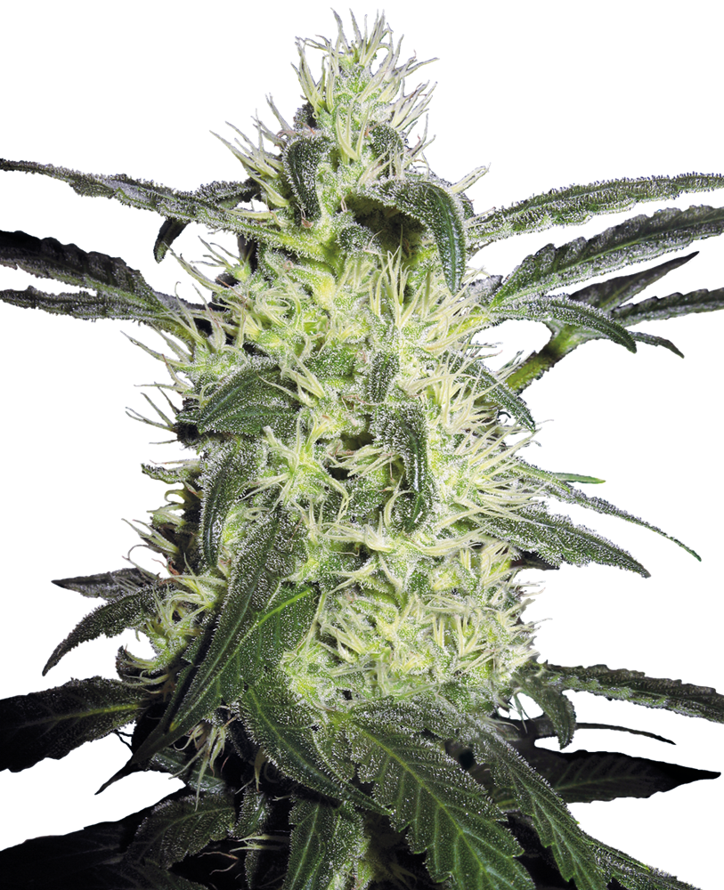 Michka Feminised Seeds