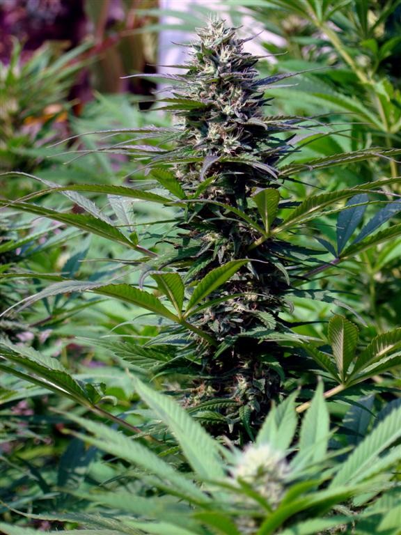 TNR Feminised Seeds