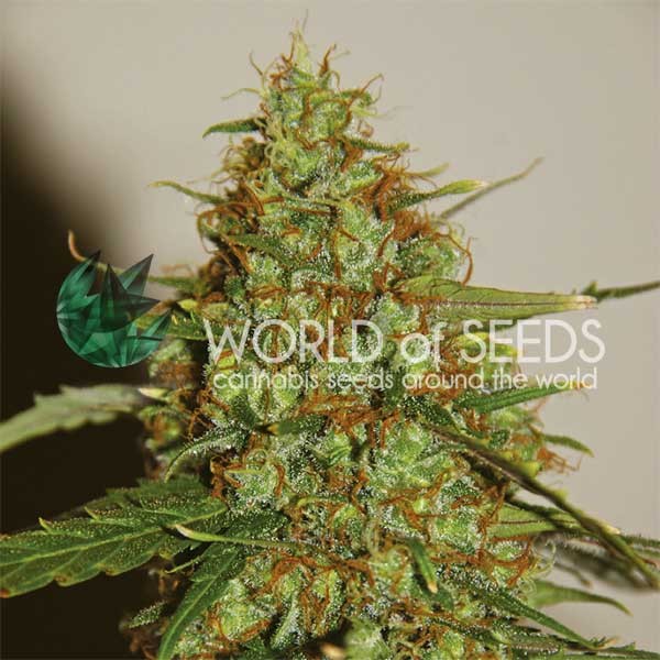 Wild Thailand Ryder Feminised Seeds